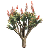 Aloe Plicatilis - Fan Aloe