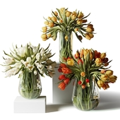 White, yellow and orange tulips in glass vases Vray