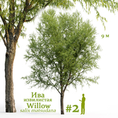Ива извилистая / Willow / Salix matsudana #2