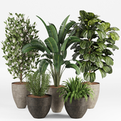 Plant Collection 009