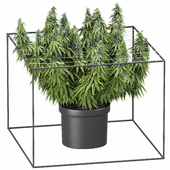 FLOWER PACK 251С Cannabis