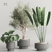 indoor_plant_collection set vol 65