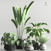 indoor_plant_collection set vol 65