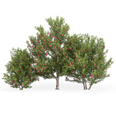 Гранатовые деревья №1 (Punica Granatum Trees №1)