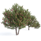 Гранатовые деревья №2 (Punica Granatum Trees №2)