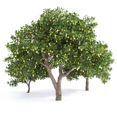 Лимонное дерево №1 (Lemon Tree №1)