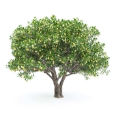Лимонные деревья №2 (Set of Lemon Trees №2)
