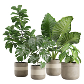 Indoor Plants Pack 21