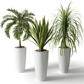 Indoor plants in high tubs - three palm trees