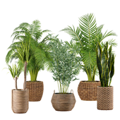Indoor Plants Collection 20