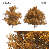 2 fall Oak tree