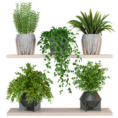 Indoor Plants Collection 19