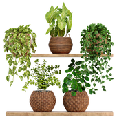 Indoor Plants Collection 21
