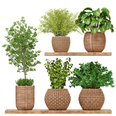 Indoor Plants Collection 22
