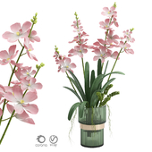 Indoor plant set 06-Vanda orchid