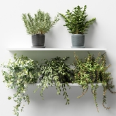Plants on a shelf in pimply pots