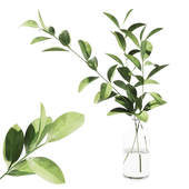 022 Ruscus Branches in Bottle indoor plant