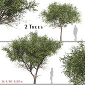 Set of Cerasus Pseudocerasus Tree (Chinese Cherry) (2 Trees)