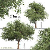 Set of Diospyros Kaki Tree (Asian Persimmon) (2 Trees)