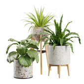 Indoor Plants Terrazzo Pack
