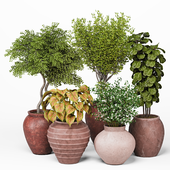Indoor Plants Collection 28