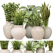Indoor Plants Collection 29