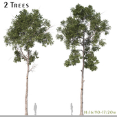 Set of Parashorea Chinensis Tree (Shorea wangtianshuea) (2 Trees)