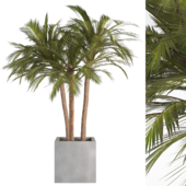 Outdoor Plants Set No.11 (Palm Tree)