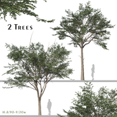 Set of Albizia Falcataria Tree (Falcataria Moluccana) (2 Trees)