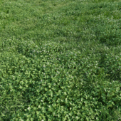 Lawn - bluegrass with clover