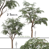 Set of Sophora Japonica Tree (Japanese Pagoda)