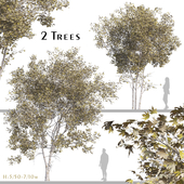 Set of Acer truncatum Plant (shantung maple) (2 Trees)