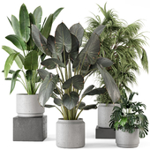 Indoor Plants  in rusty Concrete Pot - Set 889