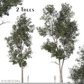 Set of Eucalyptus Robusta Trees (Swamp mahogany) (2 Trees)