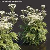 Cow Parsley Plants collection vol 119