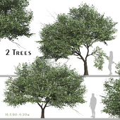 Set of Catalpa Ovata Tree (Chinese Catalpa) (2 Trees)