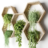 Ampel plants in hexagons on the wall