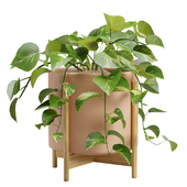 Pothos Plant