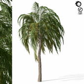 palm tree-s04