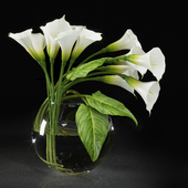 Calla Lily 9