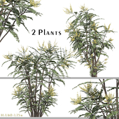 Set of Mahonia Media Plant (Oregon Grape) (2 Plants)