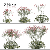 Set of Geranium palmatum Plant (Canary Island geranium) (5 Plants)