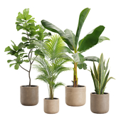 Indoor Plants Pack 24