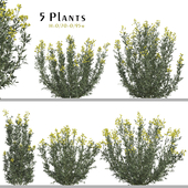 Set of Euphorbia palustris Plant (Marsh spurge) (5 Plants)