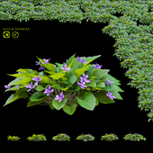 Violet fragrant bushes | Viola odorta