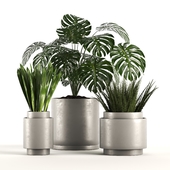Indoor plants vol01