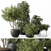 indoor Plant Set 421 - Tree and Bush