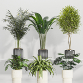 indoor Plant Set  01