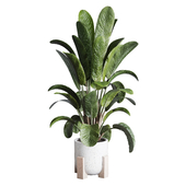 Ficus plant by pottery vase  and indoor plant 274