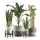 indoor plants_vol02